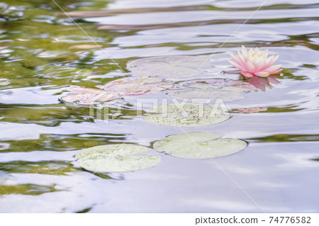 Pink water lily and green pads in rippling water Pink water lily and green pads in rippling water 74776582