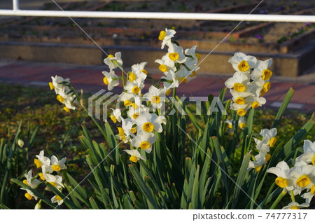 Japan Narcissus Japan Narcissus 74777317