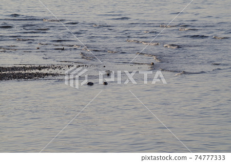 Duck playing by the water Duck playing by the water 74777333