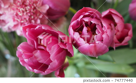 花花 花花 74777440