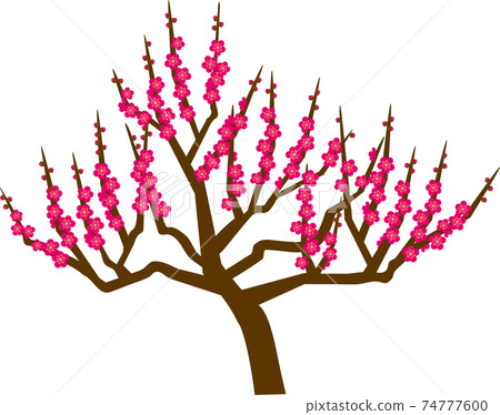 Plum blossom  74777600