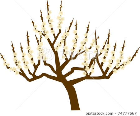 White plum 74777667