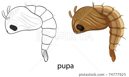 Mosquito pupa in colour and doodle isolated Mosquito pupa in colour and doodle isolated 74777925
