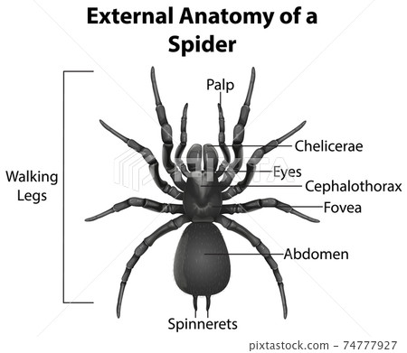 External Anatomy of a Spider on white background 74777927