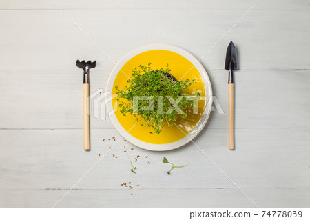 Micro-greenery in a pot on a bright yellow plate and miniature gardening tools. Top view on a gray wooden background, with space 74778039