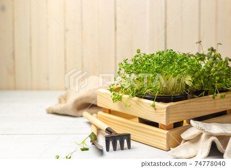 Pots of micro-greenery in a wooden box with miniature gardening tools. Close-up on a light background. 74778040