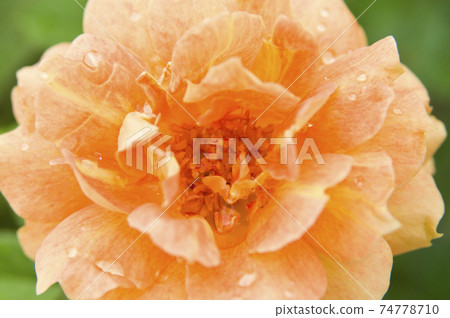 Orange and pink rose flowers are in bloom in the rose garden. The name of this rose is Manyo. 74778710