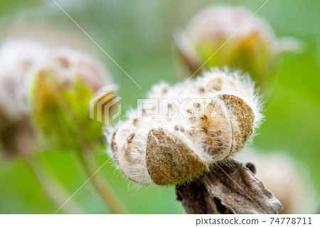 Confederate rose seed. 74778711