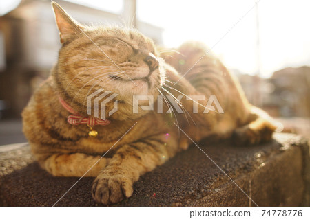 矢中銀座的夕陽下照亮的貓 74778776