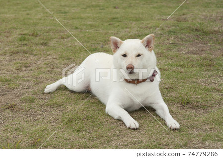 狗玩 狗玩 74779286