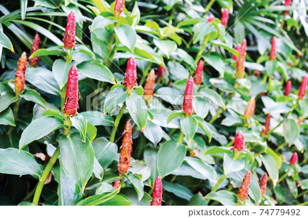 Crape ginger in the garden Crape ginger in the garden 74779492