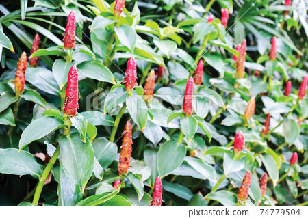 Crape ginger in the garden Crape ginger in the garden 74779504