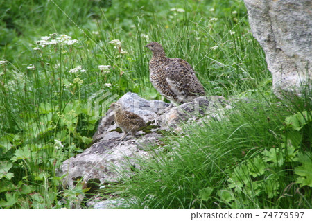 敦賀山北阿爾卑斯山 74779597