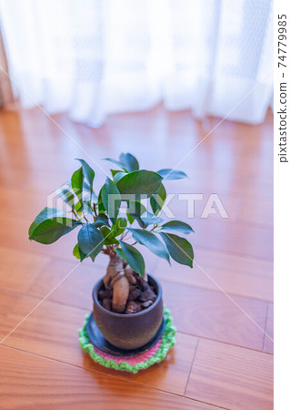 帶來幸福的樹 74779985