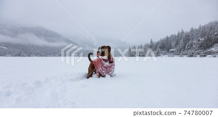 Dog playing in the snow Dog playing in the snow 74780007