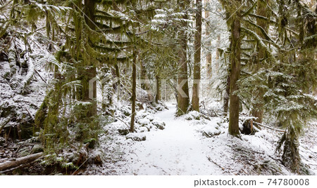 Beautiful Hiking Trail in the Forest Beautiful Hiking Trail in the Forest 74780008