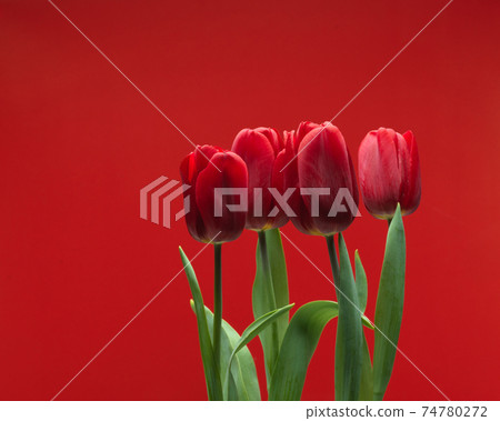 Red tulips with leaves isolated on red background with copy space 74780272