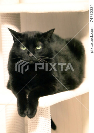 Black cat relaxing in the cat tower Black cat relaxing in the cat tower 74780324