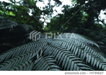 Close-Up Of  Dark green leaves 74780687
