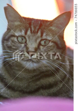 野雞貓 野雞貓 74780855