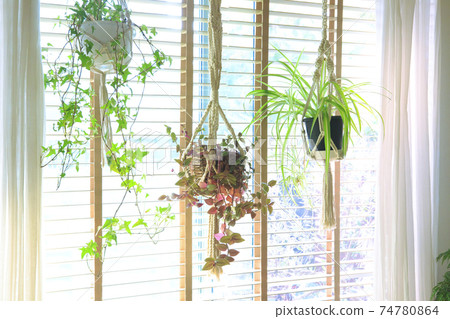 Indoors with green hanging planters of hanging plants 74780864