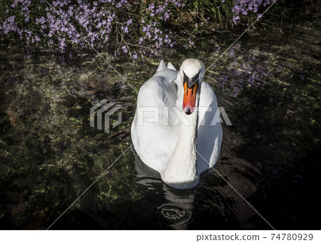 Swan and purple flowers on the dark water of the pond Swan and purple flowers on the dark water of the pond 74780929