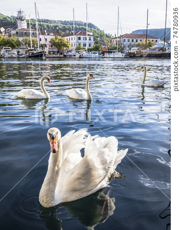 Swan in the bay of the coastal town of Skradin, Croatia Swan in the bay of the coastal town of Skradin, Croatia 74780936
