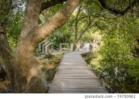 Winding wooden path among the trees in Krka National Park in Croatia Winding wooden path among the trees in Krka National Park in Croatia 74780961