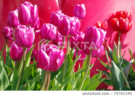 木曾桑森中心冰鬱金香Tulip紫色 木曾桑森中心冰鬱金香Tulip紫色 74781140