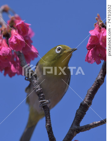 Clear blue sky, dark pink cherry blossoms and cute green white-eye 74781632