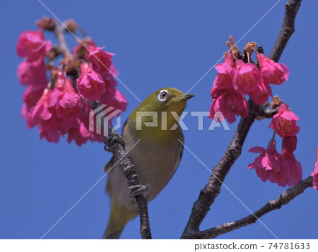 Clear blue sky, dark pink cherry blossoms and cute green white-eye 74781633