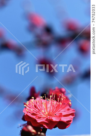 Plum blossom Plum blossom 74782033