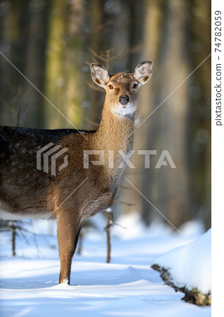 Roe deer in the winter forest. Animal in natural habitat 74782059