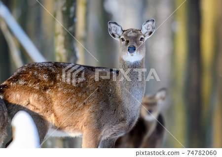 Roe deer in the winter forest. Animal in natural habitat Roe deer in the winter forest. Animal in natural habitat 74782060
