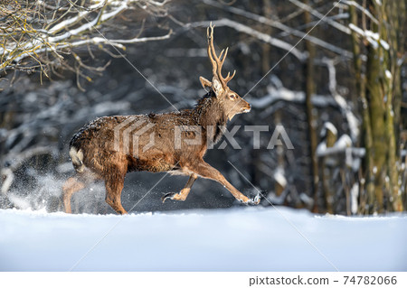 Roe deer in the winter forest. Animal in natural habitat 74782066