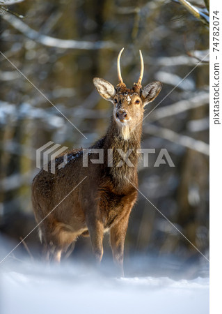 Roe deer in the winter forest. Animal in natural habitat Roe deer in the winter forest. Animal in natural habitat 74782074