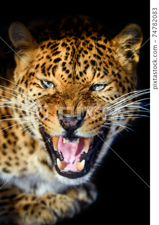 Close up big leopard isolated on black background 74782083