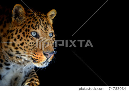 Close up big leopard isolated on black background Close up big leopard isolated on black background 74782084