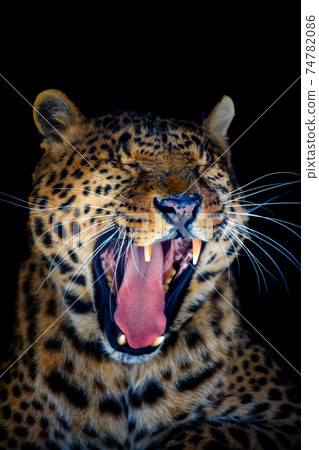 Close up big leopard isolated on black background Close up big leopard isolated on black background 74782086