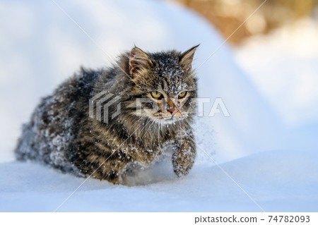 Cat walking in the snow in winter Cat walking in the snow in winter 74782093