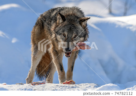 Gray wolf, Canis lupus, eat meat in the winter forest. Gray wolf, Canis lupus, eat meat in the winter forest. 74782112