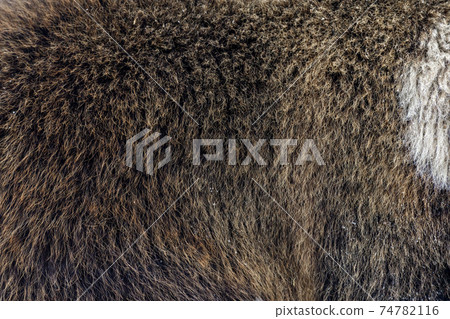 Close real brown bear fur texture 74782116