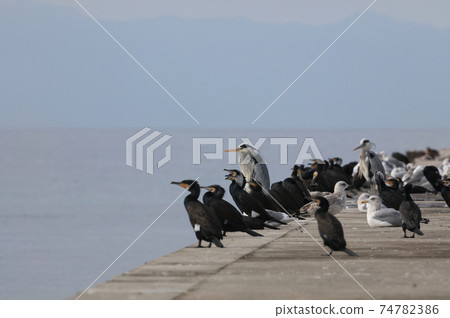 Wild birds resting on the estuary jetty in winter 74782386