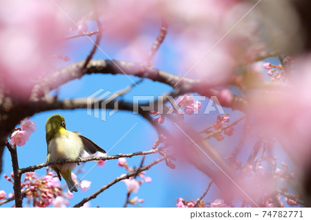 櫻花和mezzo 74782771