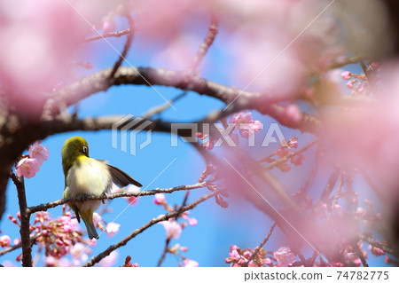 Sakura and mezzo Sakura and mezzo 74782775
