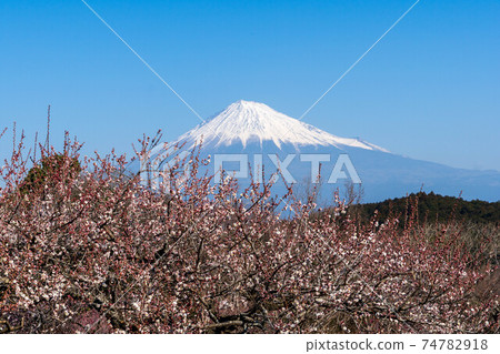 Iwamotoyama Park Plum Festival 74782918
