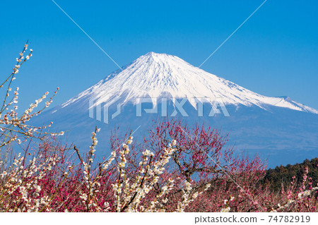 岩本山公園梅花節 74782919