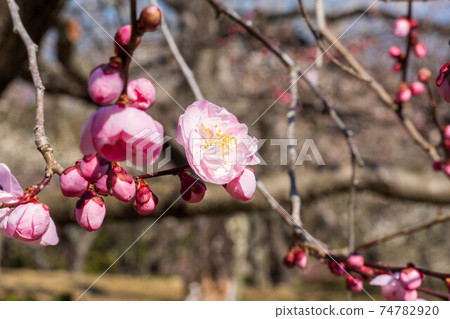 岩本山公園梅花節 岩本山公園梅花節 74782920