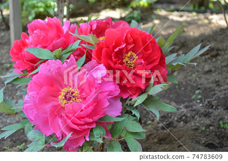 Peony flower Peony flower 74783609