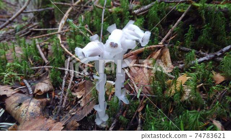 White Monotropastrum humilis (Ginryusou) growing in the forest White Monotropastrum humilis (Ginryusou) growing in the forest 74783621